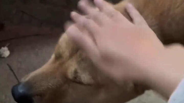 The closer Da Huang gets to the dog’s head when taking photos, the closer it becomes.