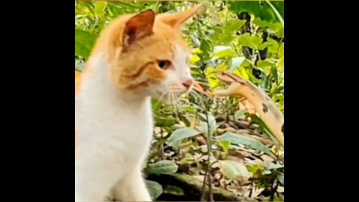 “Cảnh bùng nổ với tốc độ phản ứng cực đỉnh của mèo”