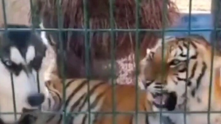 The ones who just scream and yap usually don’t amount to much.