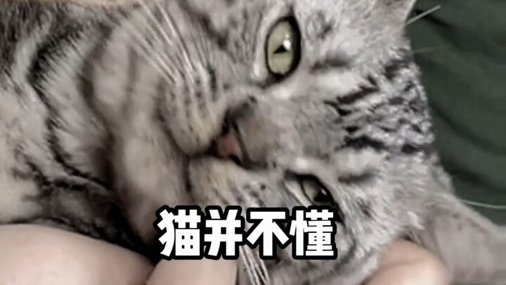 URGENT! Accidentally Hurt My Cat—How Do I Apologize the Right Way?