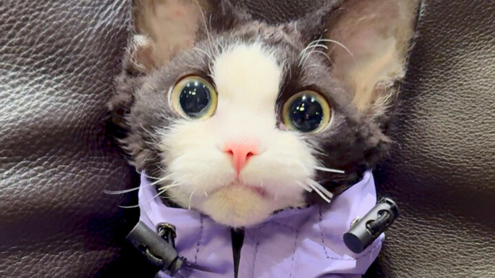 What’s It Like to Pet 150 Animals in One Go?