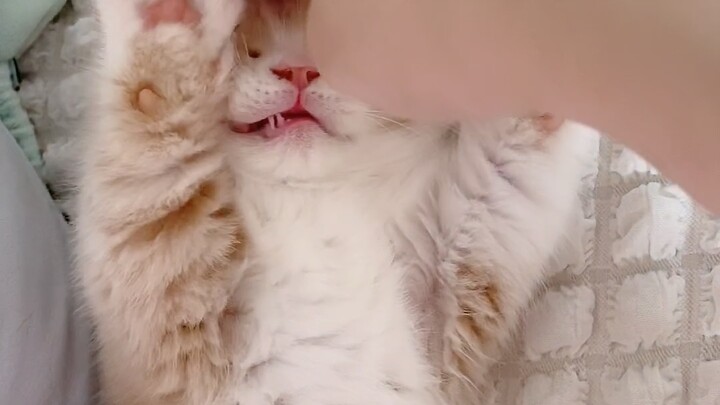There’s a hidden button on the little kitten; press it and it shuts down.
