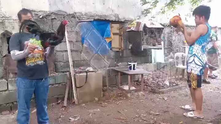 pumpkins in action 🐓