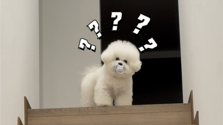 I booked a dog-themed guesthouse, and it turns out there are such adorable puppies here～
