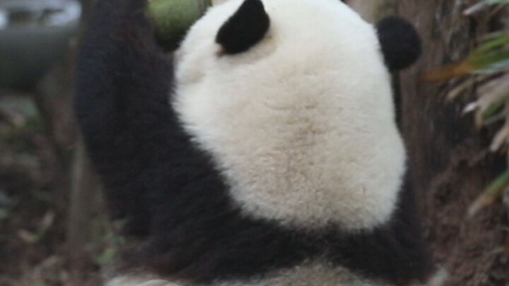 Huahua's strap broke, it must be because she was too cute!