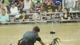 ang saya pag mananalo tlga manok mo..galing ni tatay