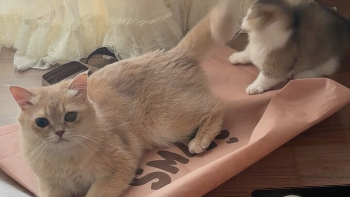 Celaka! Baik manusia maupun kucing telah tertipu!