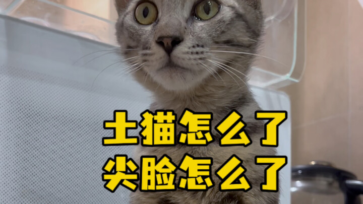 Here’s my unified response to why I chose a Chinese domestic cat. #FromStrayCatToHouseCat #TabbyCat 