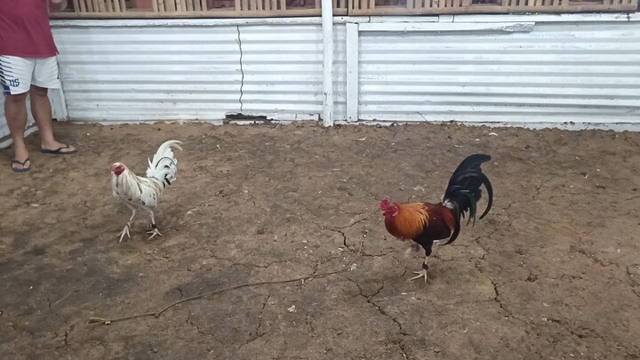 august 17, 2025 sparring session