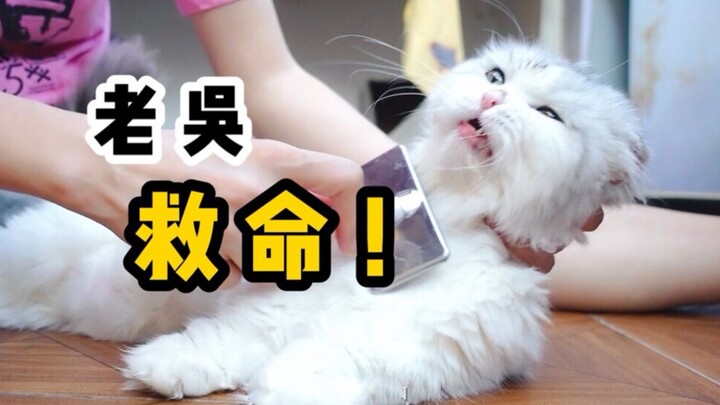 3只长毛猫5天不梳毛变成小乞丐，毛都打结了还凶巴巴的：莫挨劳资