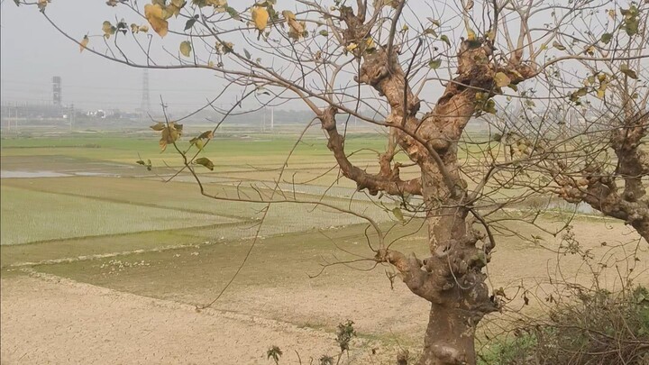 River areas agriculture