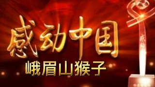 【倒放】感动中国十大动物—峨眉山猴子