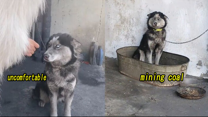 [Hewan] Saat Anjing Lain Pulang untuk Tahun Baru