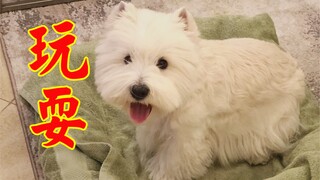 每日玩耍时刻｜我竟然输给了一只西高地