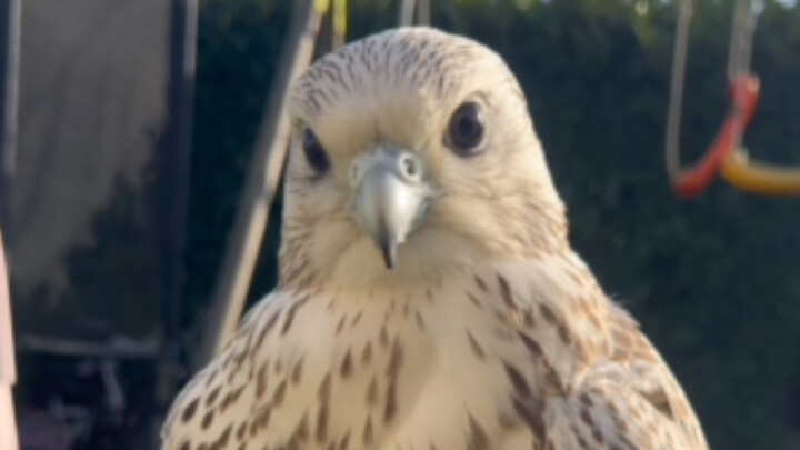 My Saker Falcon Just Laid an Egg!