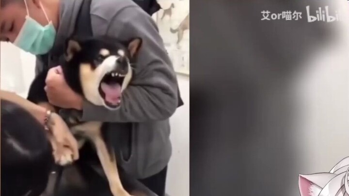 Japanese white cat watching "Who told you to scream like that?"