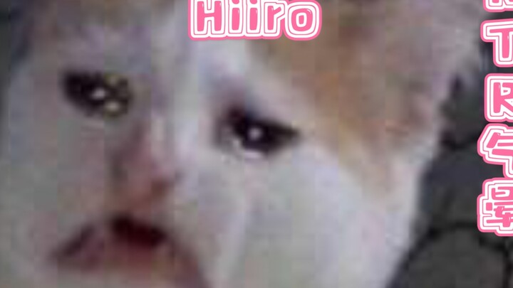 [Hiiro Slice] The pure love cat was pissed off by the bad woman of Green Little White Dragon and sho