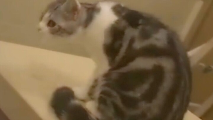 Originally I wanted to get spayed, but now I should probably get checked for cervical spondylosis!