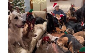 When you have 14 dogs, your Sunday movie nights are...