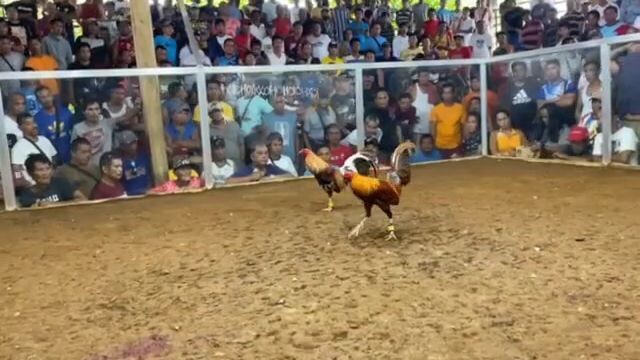 poyloyTari tutorial #2 win