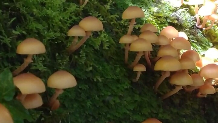 Flora and Fauna Remain Preserved