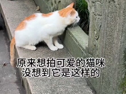 At Lingyin Temple, there’s a flock of adorable pigeons and some fearless little squirrels. Everyone 
