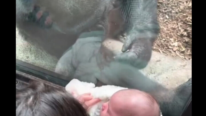 Big ol’ butt—showing off like a farmer’s kid, hahahaha!