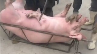 หมูโดนจับแล้วอะ น่าสงสาร #Funny