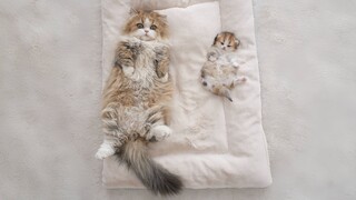 Absolutely identical!