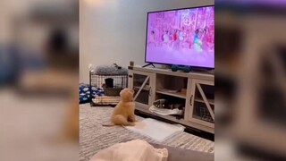 ลูกสุนัขดูทีว
