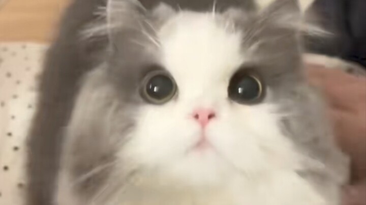 อยากเลิกติดแมว? ไม่มีทาง!