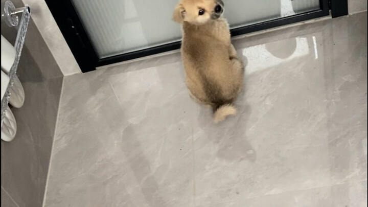 Anak anjing yang dipungut putra saya, menemani anak itu di tahun pertamanya