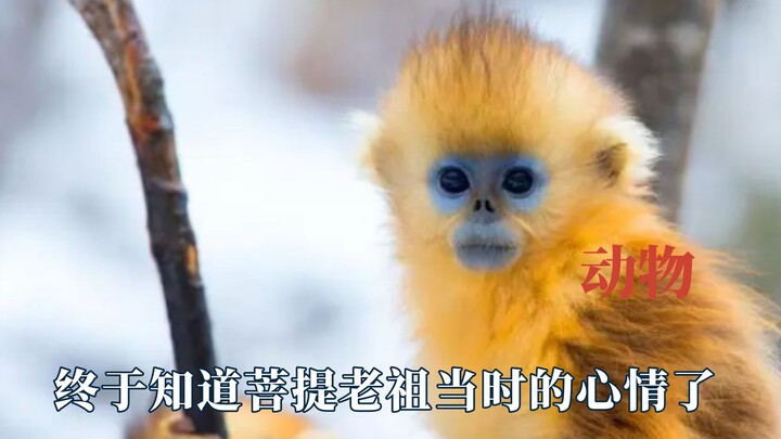 每个物种都有自己的刘亦菲，知道菩提老祖当时的心情了