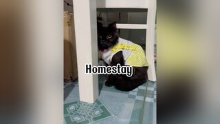 Hê lu mèo cat