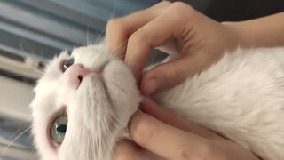 Perubahan menyentuh hati dari Zhonghua yang bikin kucing mati kesal karena selalu bersama pagi dan s