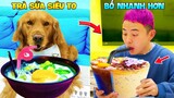 Thú Cưng Vlog | Đa Đa Đại Náo Bố #23 | Chó gâu đần thông minh vui nhộn | Funny pets smart dog