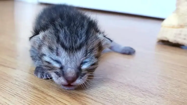 Cutest Meow of tiny kitten!
