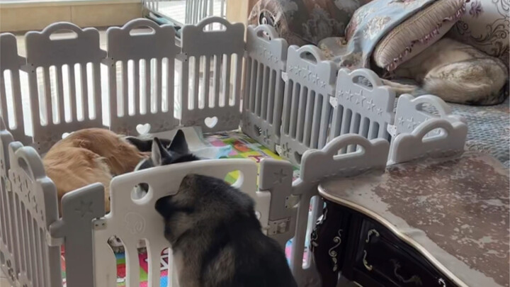 When a Husky Becomes a Parent, the Golden Retriever Can’t Stop Worrying
