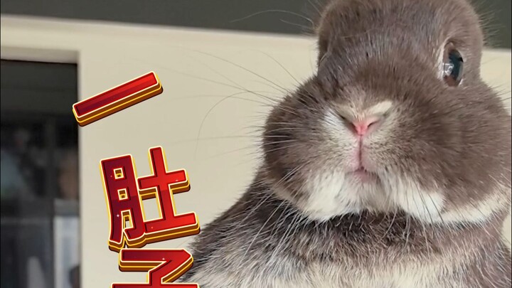 Fun fact: When Xiaotu the bunny shakes, you hear a splashing sound because she’s full of mischief!