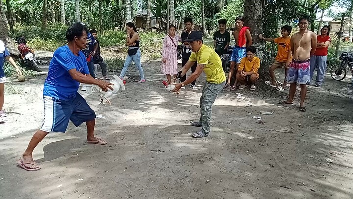 cobra vs white kilso bantam weight