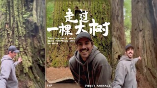走过一棵大树，需要大约1分钟的时间....