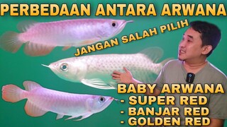 Cara Membedakan Baby Arwana Super Red Dengan Baby Arwana Banjar Red Serta Baby Arowana Golden Red