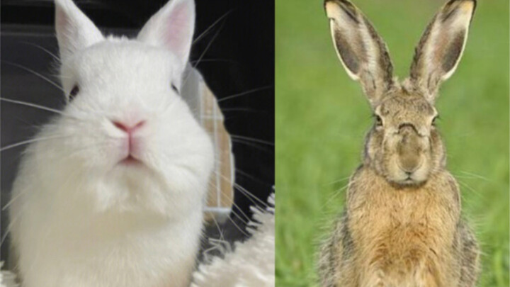 Wild Rabbit: Actually, I’m not the same species as this goofy guy next to me~