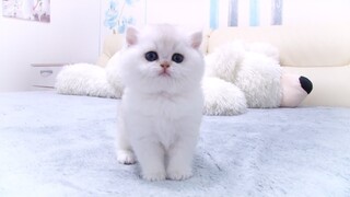 Sweetest British Shorthair kitten Evan ever - 1 month old  | BSH ns 11 | Silver Chinchilla