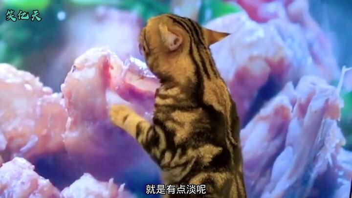 猫：假的，全是假的