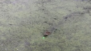 Cara biasa memancing kucing juga bisa digunakan untuk memancing buaya...