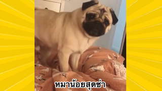 สัตว์เลี้ยงเพื่อนขนปุย : หมาน้อยสุดซ่า