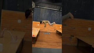 kukang kepedesan 🤣
