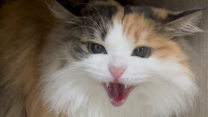 Mama cuma ngajarin aku ngelucu, nggak ngajarin aku buat nyakar orang!!!