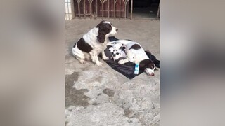 đúng là ng chồng ng cha có trách nhiệm 🥰🥰 pet petlover chó_cưng chó doglover dogs chócute xuhuongtiktok trending SEAGames31